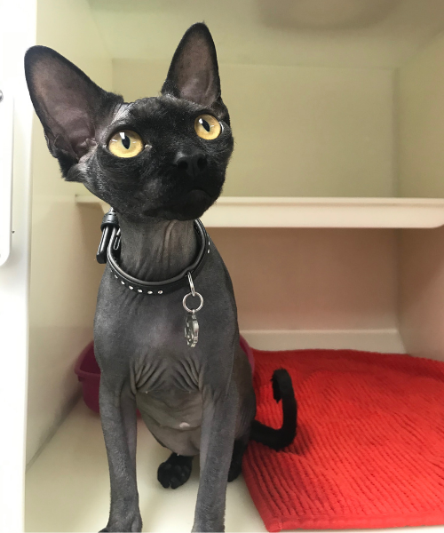 Sphynx cat
