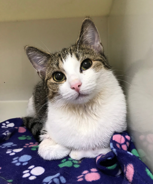 cat in Just Cats clinic