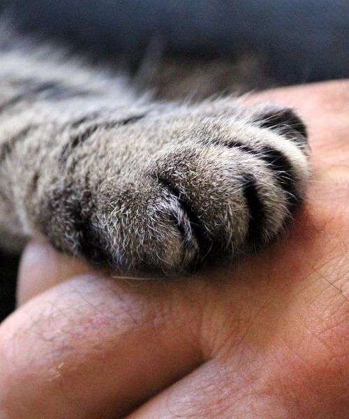cat euthanasia