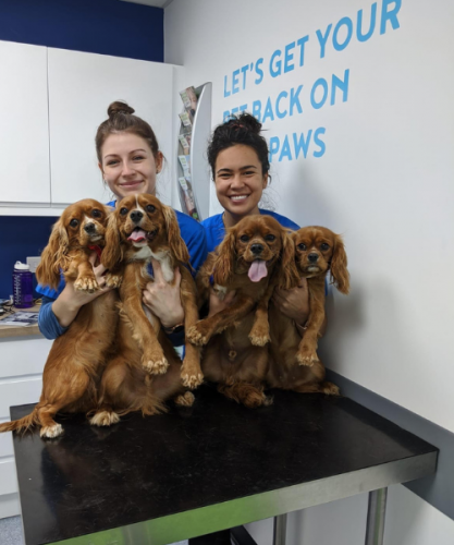 village vets nurses with King Charles Cavaliers