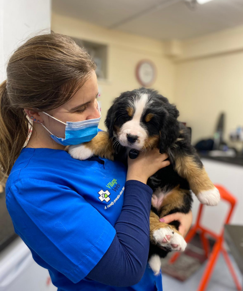 village vets nurse with puppy