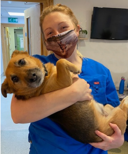 village vets nurse with terrier dog