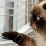 cats and lockdown