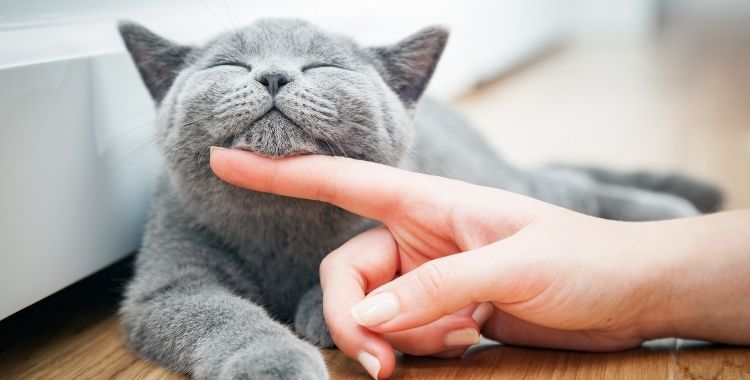 cat body language