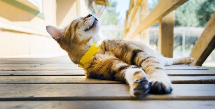 cat in the sun