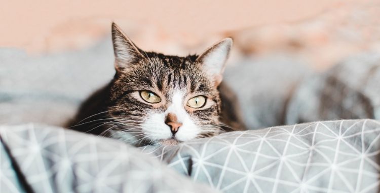 cat not feeling well