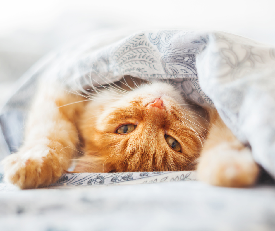 cat clinic dublin