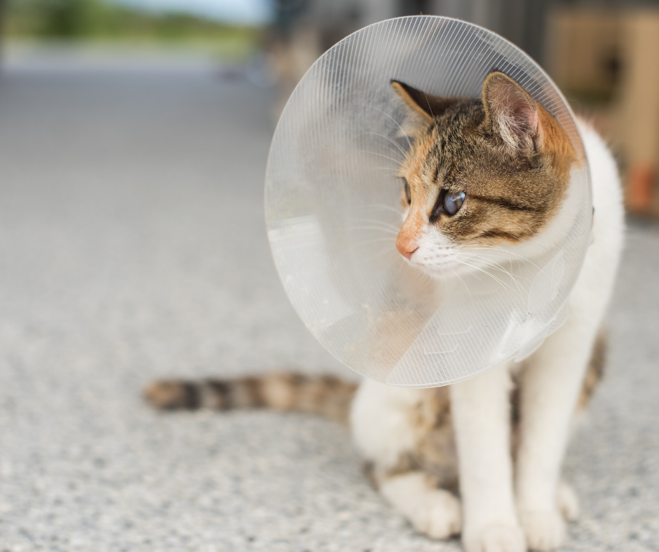cat neuter