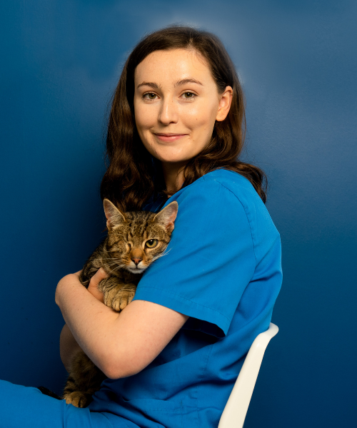 getting a new cat