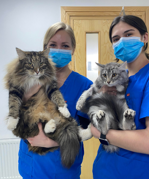 village vets nurses with Maine Coon cats