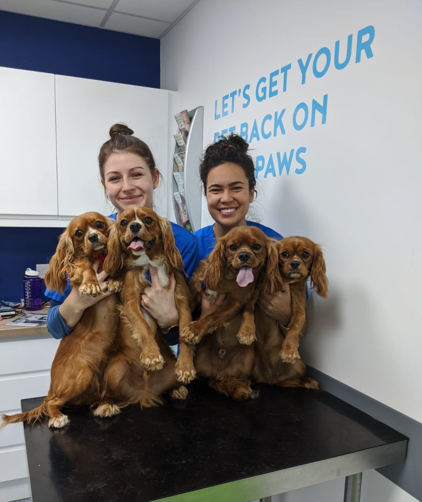 Village Vets staff with four King Charles spaniels